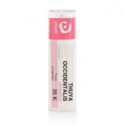 Thuya occident 35k gr