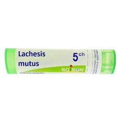 Lachesis mutus 5ch gr bo